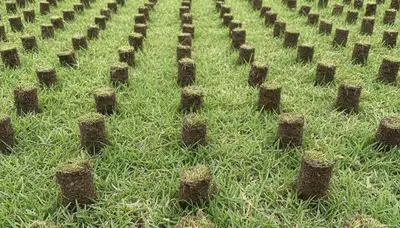 Close-up of lawn aeration soil cores on Arlington TX turf by professional landscaping service