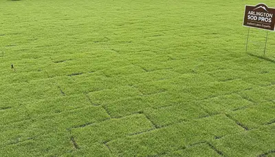 Fresh sod lawn installation showcasing vibrant green turf by Chop Chop Landscaping in Arlington, TX